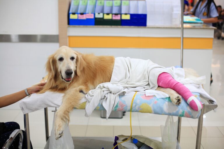 fl pet surgery